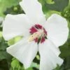 Altheastruik Als Boom (Hibiscus Syriacus 'Red Heart') -Planten Verkoopwinkel hibiscus syriacus red heart 2