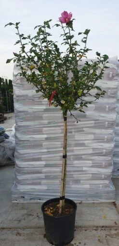 Altheastruik Op Stam (Hibiscus Syriacus 'Woodbridge') -Planten Verkoopwinkel hibiscus woodbridge