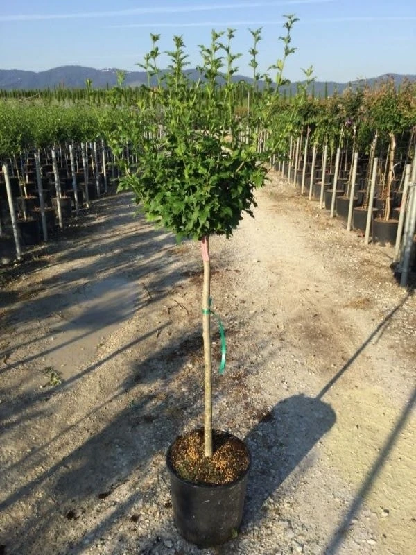 Altheastruik Als Halfstam (Hibiscus Syriacus 'Hamabo') 4 Altheastruik Als Halfstam (Hibiscus Syriacus 'Hamabo') - Afbeelding 4