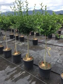 Altheastruik Als Halfstam (Hibiscus Syriacus 'Hamabo') 6 Altheastruik Als Halfstam (Hibiscus Syriacus 'Hamabo') -Planten Verkoopwinkel hibiscushamabohalfstam03