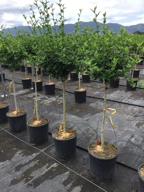 Altheastruik Als Halfstam (Hibiscus Syriacus 'Hamabo') 3 Altheastruik Als Halfstam (Hibiscus Syriacus 'Hamabo') - Afbeelding 3