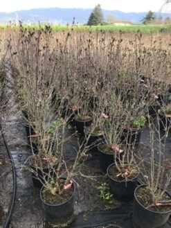 Altheastruik (Hibiscus Syriacus 'Pink Chiffon') -Planten Verkoopwinkel hibiscuspinkchiffon