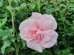 Altheastruik (Hibiscus Syriacus 'Pink Chiffon') -Planten Verkoopwinkel hibiscuspinkchiffon01
