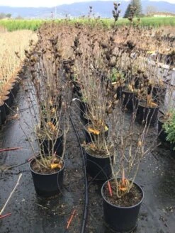Altheastruik (Hibiscus Syriacus 'Starburst Chiffon') -Planten Verkoopwinkel hibiscusstarburstchiffon02 1