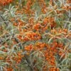 Duindoorn (Hippophae Rhamnoides) -Planten Verkoopwinkel hippophae rhamnoides
