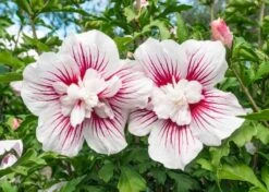 Altheastruik (Hibiscus Syriacus 'Starburst Chiffon')