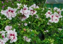Altheastruik (Hibiscus Syriacus 'Starburst Chiffon') -Planten Verkoopwinkel hisrwoo6 hibiscus starburst chiffon flower 1