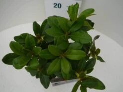 Rhododendron (Rhododendron 'Horizon Monarch') -Planten Verkoopwinkel hor. monarch c2 boven 1