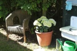 Hortensia (Hydrangea 'Endless Summer The Bride') -Planten Verkoopwinkel hortensia bol wit 1 1