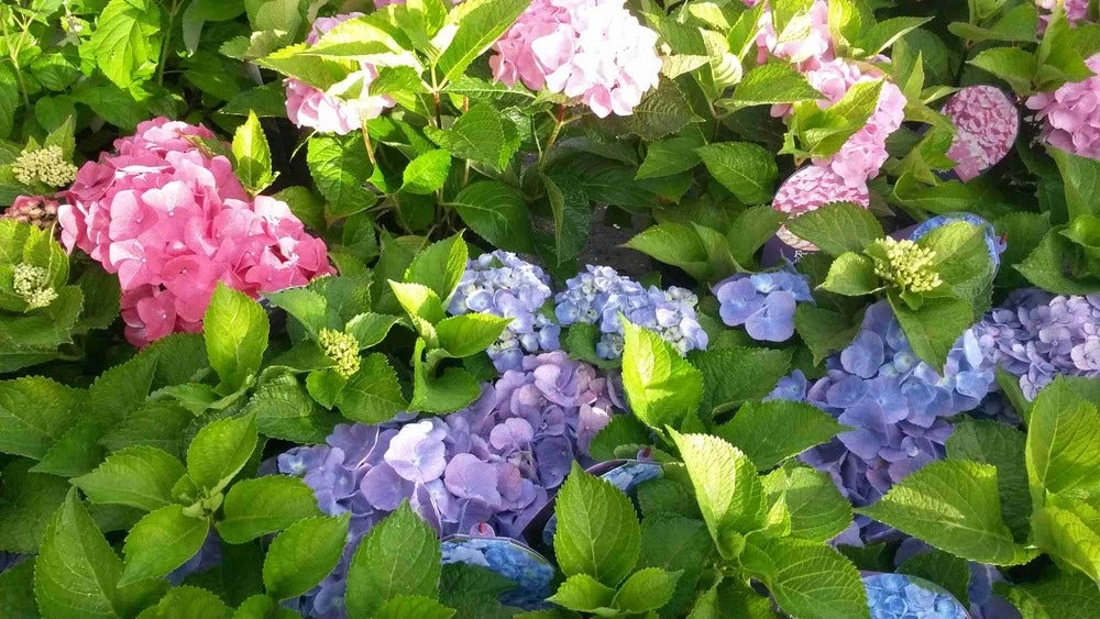 Hortensia (Hydrangea 'Endless Summer' Blauw) 6 Hortensia (Hydrangea 'Endless Summer' Blauw) - Afbeelding 6