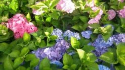 Hortensia (Hydrangea 'Endless Summer' Roze) -Planten Verkoopwinkel hortensia endless summer 1 1 1