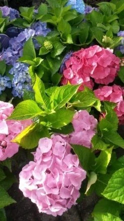 Hortensia (Hydrangea 'Endless Summer' Roze) -Planten Verkoopwinkel hortensia endless summer 2 2