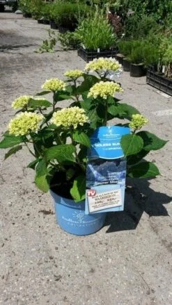 Hortensia (Hydrangea 'Endless Summer' Blauw) -Planten Verkoopwinkel hortensia endless summer 3 1