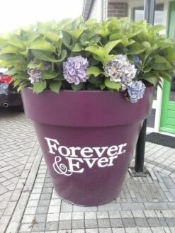Hortensia Blauw (Hydrangea 'Forever&Ever') -Planten Verkoopwinkel hortensia forever ever 2