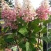 Pluimhortensia Op Stam (Hydrangea Paniculata 'Pinky Winky') -Planten Verkoopwinkel hortensia p. pinky winky op stam 2 1