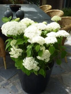 Hortensia (Hydrangea 'Strong Annabelle') 23 Hortensia (Hydrangea 'Strong Annabelle') -Planten Verkoopwinkel hydrangea arb incrediball