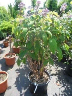 Fluweelhortensia (Hydrangea Aspera 'Macrophylla') -Planten Verkoopwinkel hydrangea aspera macrophylla 125 150 175 c50