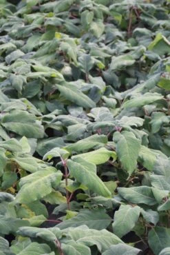 Fluweelhortensia (Hydrangea Aspera 'Macrophylla') -Planten Verkoopwinkel hydrangea aspera macrophylla 1