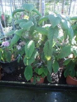 Fluweelhortensia (Hydrangea Aspera 'Sargentiana') -Planten Verkoopwinkel hydrangea aspera sargentiana 60 80 100 c15