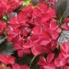 Hortensia (Hydrangea Black Diamonds Dark Angel) -Planten Verkoopwinkel hydrangea black diamonds dark angel 2 1