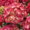Hortensia (Hydrangea Black Diamonds Red Angel) -Planten Verkoopwinkel hydrangea black diamonds red angel 2