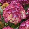 Hortensia (Hydrangea Black Diamonds Red Angel Purple) 11 Hortensia (Hydrangea Black Diamonds Red Angel Purple) -Planten Verkoopwinkel hydrangea black diamonds red angel purple 2 1