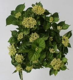 Hortensia Blue Boogiewoogie (Hydrangea 'Music Collection') -Planten Verkoopwinkel hydrangea blue boogiewoogie 4 1 1