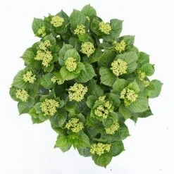 Hortensia Deep Purple Dance (Hydrangea 'Music Collection') -Planten Verkoopwinkel hydrangea deep purple dance c5 3 1