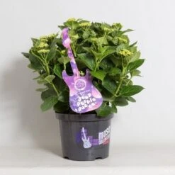 Hortensia Deep Purple Dance (Hydrangea 'Music Collection') -Planten Verkoopwinkel hydrangea deep purple dance c5 4 1