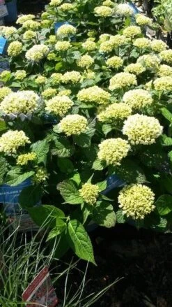Hortensia (Hydrangea 'Endless Summer The Bride') -Planten Verkoopwinkel hydrangea endless summer 1 1