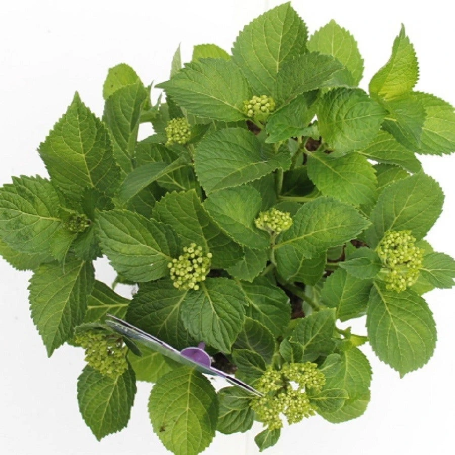 Hortensia Blauw (Hydrangea 'Forever&Ever') 4 Hortensia Blauw (Hydrangea 'Forever&Ever') - Afbeelding 4