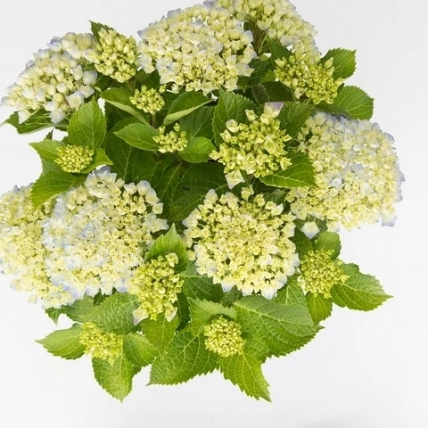 Hortensia Wit (Hydrangea 'Forever&Ever') 2 Hortensia Wit (Hydrangea 'Forever&Ever') - Afbeelding 2
