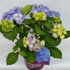 Hortensia Blauw (Hydrangea 'Forever&Ever') -Planten Verkoopwinkel hydrangea forever ever blue hoek 17 10 1