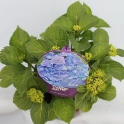 Hortensia Blauw (Hydrangea 'Forever&Ever') -Planten Verkoopwinkel hydrangea forever ever blue hoek bewerkt 1