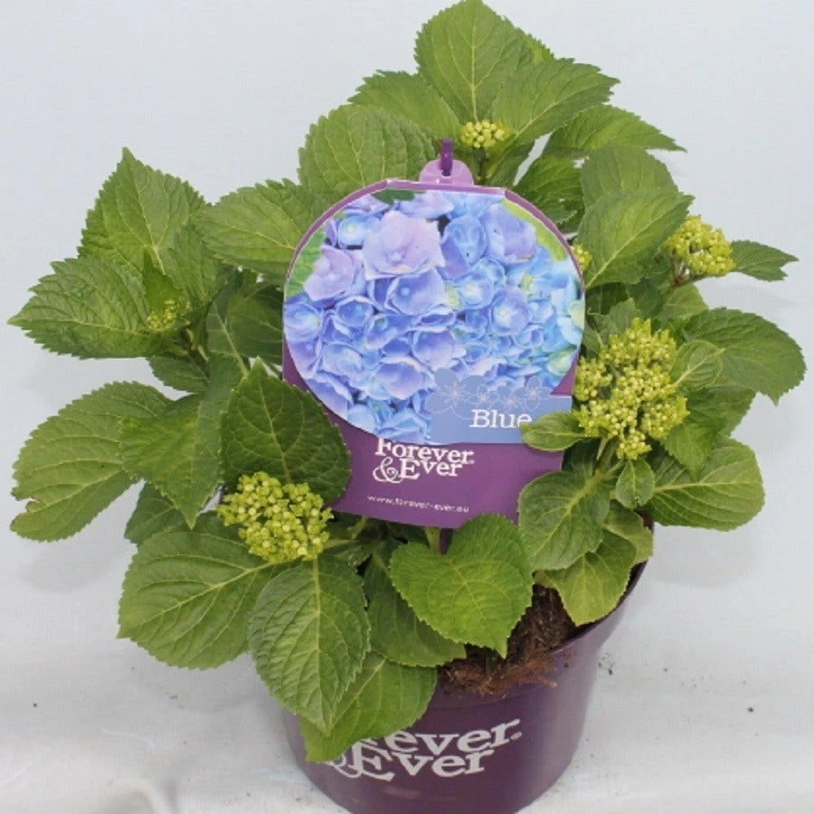 Hortensia Blauw (Hydrangea 'Forever&Ever') 7 Hortensia Blauw (Hydrangea 'Forever&Ever') - Afbeelding 7