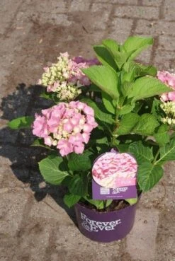 Hortensia Roze (Hydrangea 'Forever&Ever' Pink) 17 Hortensia Roze (Hydrangea 'Forever&Ever' Pink) -Planten Verkoopwinkel hydrangea forever ever pink 3
