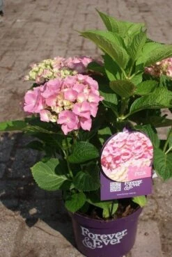 Hortensia Roze (Hydrangea 'Forever&Ever' Pink) 18 Hortensia Roze (Hydrangea 'Forever&Ever' Pink) -Planten Verkoopwinkel hydrangea forever ever pink 4 1