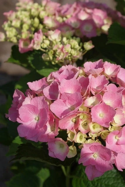 Hortensia Roze (Hydrangea 'Forever&Ever' Pink) 1 Hortensia Roze (Hydrangea 'Forever&Ever' Pink)