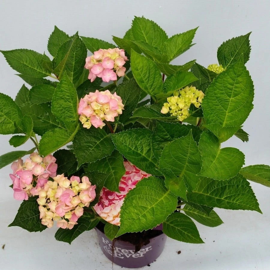Hortensia Roze (Hydrangea 'Forever&Ever' Pink) 4 Hortensia Roze (Hydrangea 'Forever&Ever' Pink) - Afbeelding 4