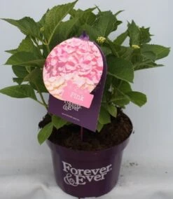 Hortensia Roze (Hydrangea 'Forever&Ever' Pink) 14 Hortensia Roze (Hydrangea 'Forever&Ever' Pink) -Planten Verkoopwinkel hydrangea forever ever pink voor bewerkt 1