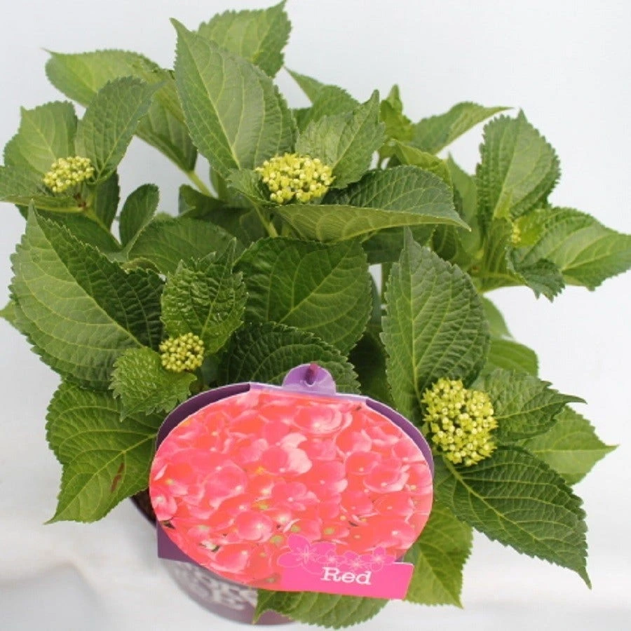 Hortensia Rood (Hydrangea 'Forever&Ever') 3 Hortensia Rood (Hydrangea 'Forever&Ever') - Afbeelding 3