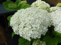 Hortensia (Hydrangea 'Strong Annabelle') 25 Hortensia (Hydrangea 'Strong Annabelle') -Planten Verkoopwinkel hydrangea incrediball bloem