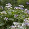 Hortensia (Hydrangea Involucrata) -Planten Verkoopwinkel hydrangea involucrata 1 1