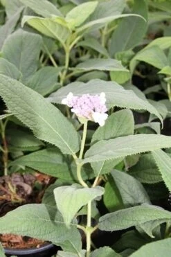 Hortensia (Hydrangea Involucrata) -Planten Verkoopwinkel hydrangea involucrata 2