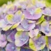 Hortensia (Hydrangea 'Magical Jewel Blue') 10 Hortensia (Hydrangea 'Magical Jewel Blue') -Planten Verkoopwinkel hydrangea macr magical amethyst blue kopie 1