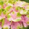 Hortensia (Hydrangea 'Magical Jewel Pink') -Planten Verkoopwinkel hydrangea macr magical amethyst pink kopie