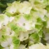 Hortensia (Hydrangea Magical Noblesse) -Planten Verkoopwinkel hydrangea macr magical noblesse kopie