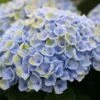 Hortensia (Hydrangea Magical Revolution Blue) -Planten Verkoopwinkel hydrangea macr magical revolution blue kopie