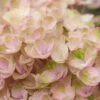 Hortensia (Hydrangea Magical Revolution Pink) -Planten Verkoopwinkel hydrangea macr magical revolution pink 2
