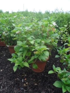 Hortensia (Hydrangea Macrophylla 'Soeur Therese') -Planten Verkoopwinkel hydrangea macrophylla soeur therese c50 2